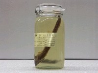 藏品(托爾逆鈎鰺)的圖片